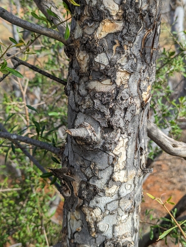 Image of Flindersia maculosa by (c) Will Cornwell, some rights reserved (CC BY)