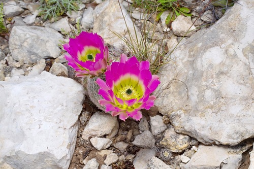Echinocereus pectinatus