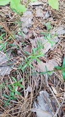 Galium uniflorum