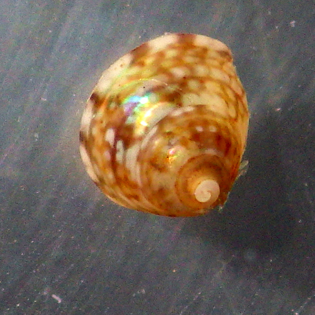 Cratidentium