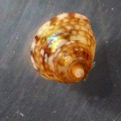 Cratidentium tiberianum