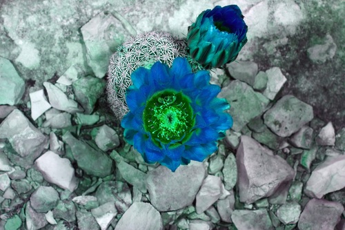 Echinocereus pectinatus