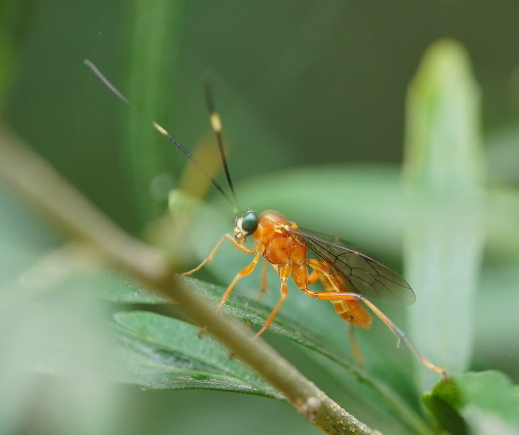 Amphirhachis