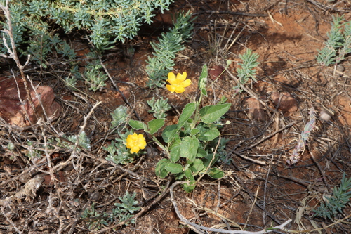 High Sida (Sida trichopoda)