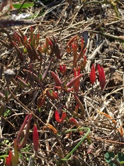 Lampranthus filicaulis