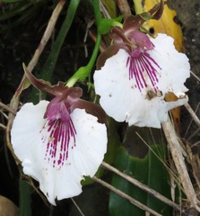 Zygosepalum labiosum