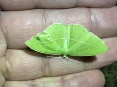 Tanaoctenia dehaliaria