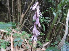 Cremastra appendiculata