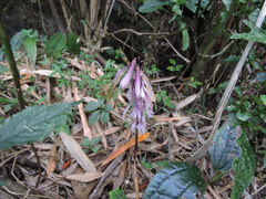 Cremastra appendiculata