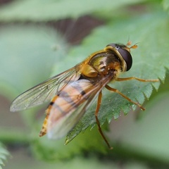 Epistrophe melanostoma