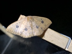 Agnidra discispilaria