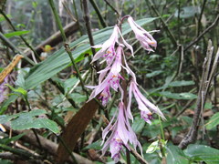 Cremastra appendiculata