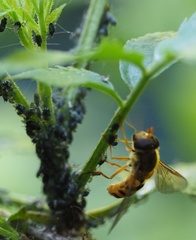 Epistrophe melanostoma