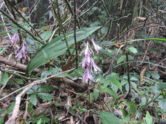 Cremastra appendiculata