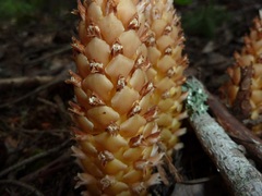 Kopsiopsis hookeri