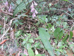 Cremastra appendiculata