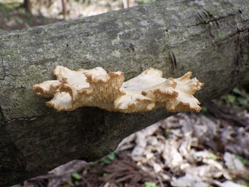 Neofavolus alveolaris