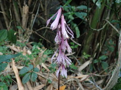 Cremastra appendiculata