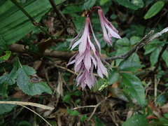 Cremastra appendiculata