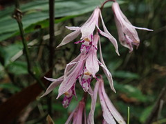 Cremastra appendiculata