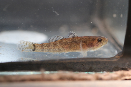 Kribia (Kribia kribensis) — Eleotridae — 3
