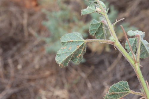 Image of Abutilon malvifolium by (c) Thomas Mesaglio, some rights reserved (CC BY)