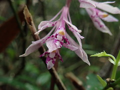 Cremastra appendiculata