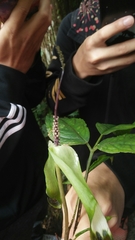 Arisaema penicillatum