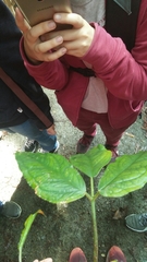 Arisaema penicillatum
