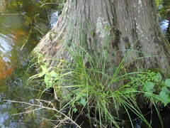 Carex decomposita