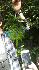 Arachniodes rhomboidea