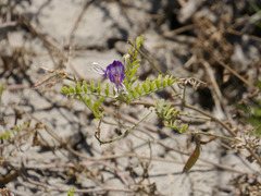Astragalus lindheimeri