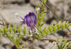 Astragalus lindheimeri
