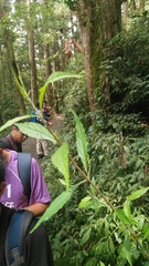 Callicarpa randaiensis