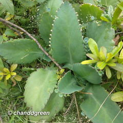 Kalanchoe laetivirens