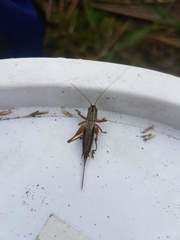 Conocephalus semivittatus