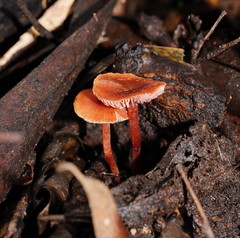 Laccaria canaliculata