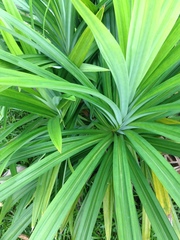 Pandanus amaryllifolius