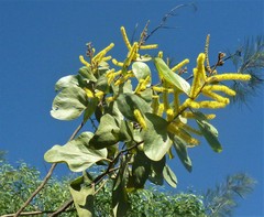 Acacia dimidiata