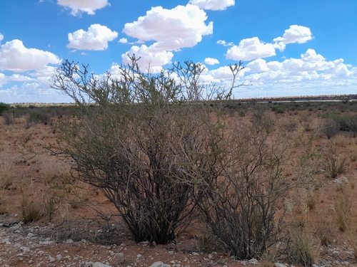 Image of Rhigozum trichotomum by no rights reserved