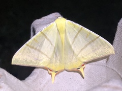 Ourapteryx sciticaudaria