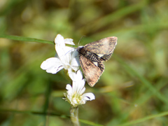 Panemeria tenebrata