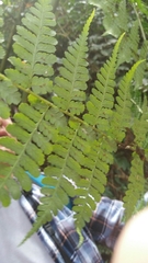 Diplazium kawakamii