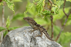Anolis cybotes