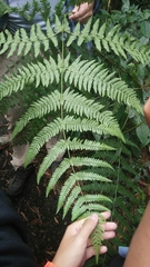 Pteridium latiusculum
