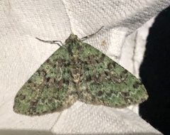 Myrioblephara duplexa