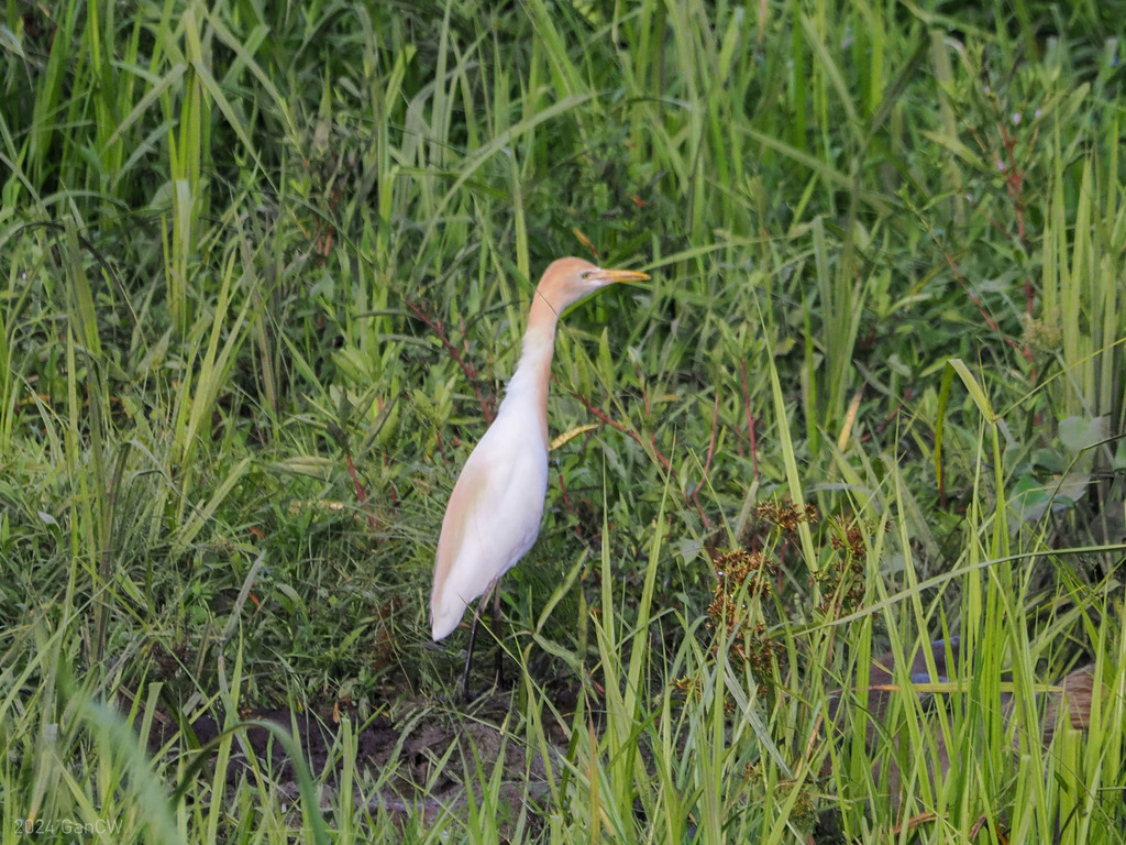 Eastern Cattle Egret from Can-avid, Eastern Samar, Philippines on March ...