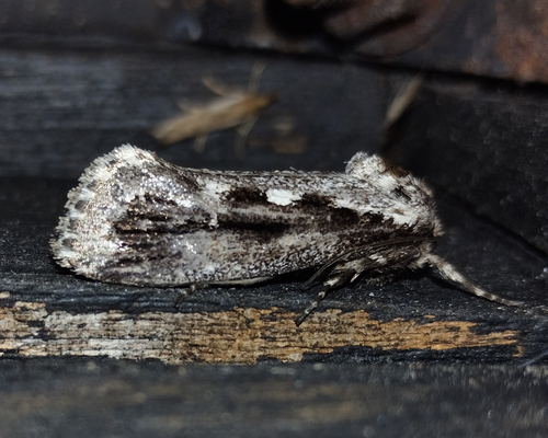 Frosted Phoenix (Titanomis sisyrota) · iNaturalist