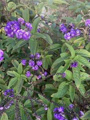 Heliotropium arborescens