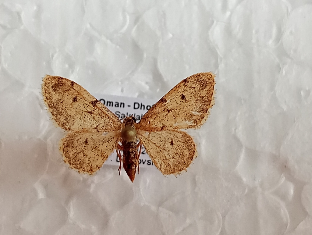 Brachyglossina staudingeri
